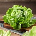 Summer Bibb Lettuce Seeds – Heirloom Non-GMO Heat-Tolerant Butterhead Lactuca sativa