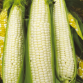 Silver Queen Corn Seeds - Non-GMO, Sweet White Kernels, 90 Days to Maturity, Zea mays, Late-Season, High-Yielding, Garden Seeds