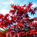 Dwarf Japanese Red Linear-Leaf Maple Seeds | Acer Scolopendrifolium | Bonsai & Patio Tree Seeds