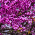 Judas Tree Seeds 20 Pack Cercis siliquastrum Mediterranean Redbud Pink Purple Blossoms Fast-Growing Hardy