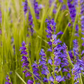 Penstemon Seeds 50 Pack | Sand-dune Beardtongue | Native Perennial Wildflower | Drought Tolerant | Pollinator Friendly
