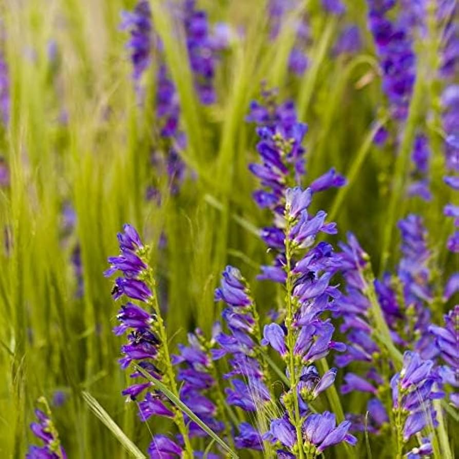 Penstemon Seeds 50 Pack | Sand-dune Beardtongue | Native Perennial Wildflower | Drought Tolerant | Pollinator Friendly