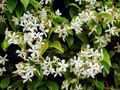 Night Blooming Jasmine Potted Plant - Cestrum Nocturnum - Fragrant Night-Blooming Flowers, Garden, Patio & Houseplant