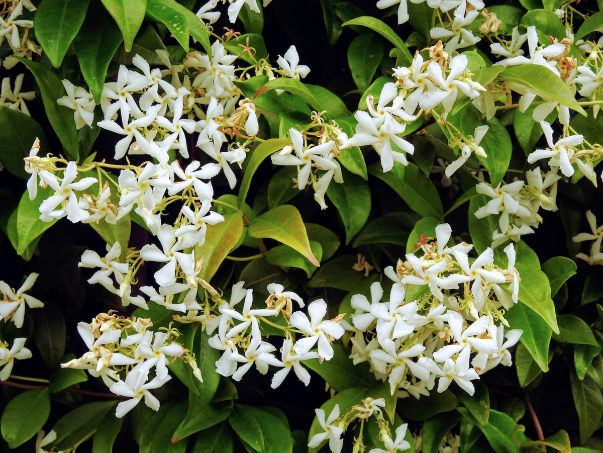 Night Blooming Jasmine Potted Plant - Cestrum Nocturnum - Fragrant Night-Blooming Flowers, Garden, Patio & Houseplant