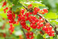 Red Lake Currant Hardwood Cuttings – 8 Fresh 6-10” Edible Berry Bushes for Home Garden, Easy to Grow, Cold Hardy Ribes Rubrum