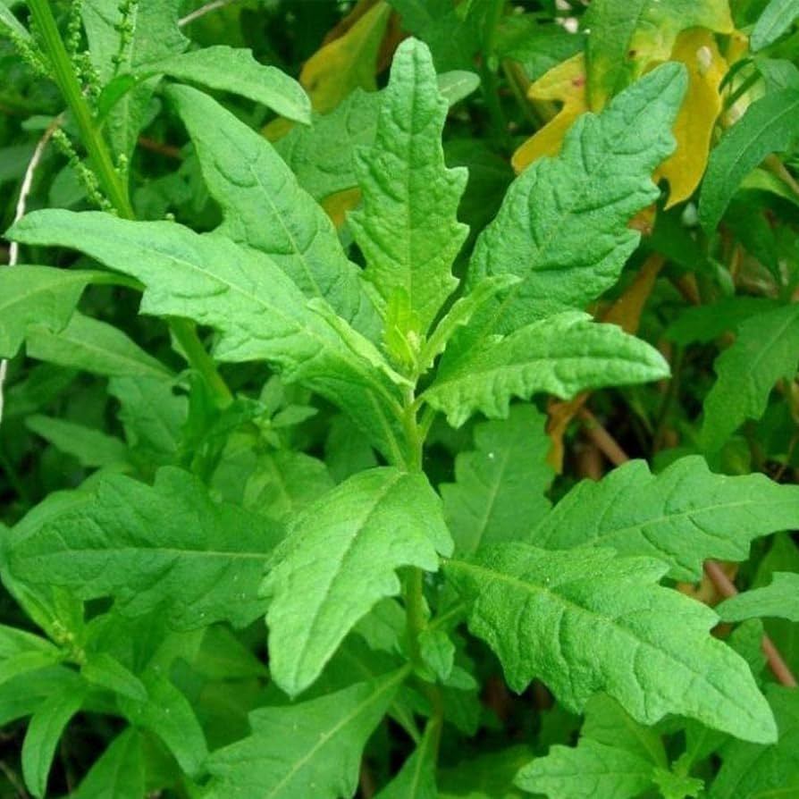 300 Epazote Seeds | Non-GMO Mexican Culinary & Medicinal Herb | Chenopodium ambrosioides Seed Pack