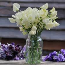 50+ Spencer Ice Cream Sweet Pea Seeds – Fragrant Pastel Blooms for Climbing Vines, Garden Planting, Trellises – Lathyrus odoratus