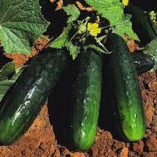 Spacemaster 80 Cucumber Seeds – Compact, Disease-Resistant, High-Yield Variety for Small Gardens & Containers (Cucumis sativus)