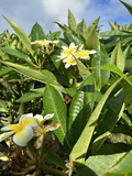 Yellow Plumeria Starter Cutting – 10" Unrooted Frangipani Tropical Flowering Plant for Indoor & Outdoor Gardens