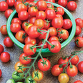 Red Cherry Tomato Seeds – Heirloom, Sweet & Juicy, High Yield, for Garden & Container Planting, Solanum lycopersicum