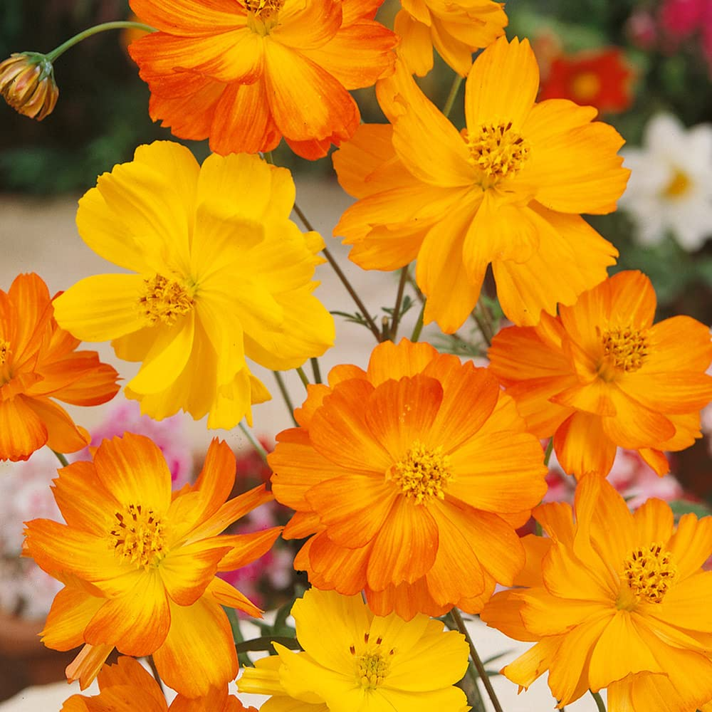 Bright Lights Cosmos Seeds – Vibrant Orange & Yellow Flowers, Easy to Grow, Pollinator-Friendly, Cosmos sulphureus