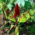 Red Tiger Darjeeling Banana Seeds – Musa sikkimensis, Cold Hardy Zone 5, Exotic Tropical Foliage, Rare Himalayan Banana Seeds