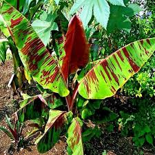 Red Tiger Darjeeling Banana Seeds – Musa sikkimensis, Cold Hardy Zone 5, Exotic Tropical Foliage, Rare Himalayan Banana Seeds