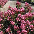 Indian Hawthorn Pink Dancer Cuttings | 7 Live 6” Unrooted Rhaphiolepis Indica Evergreen Shrub Drought-Tolerant Flowering Hedge