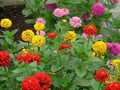 200 Seeds Zinnia Painted Wagons Rainbow Mix - Vibrant Non-GMO Cut Flowers for Pollinator Gardens & Attracting Butterflies