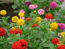 200 Seeds Zinnia Painted Wagons Rainbow Mix - Vibrant Non-GMO Cut Flowers for Pollinator Gardens & Attracting Butterflies