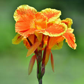 Canna Lily Pretoria Bengal Tiger Live Bulb – Orange Variegated Tropical Flower, Tall, Perennial, Pollinator-Friendly