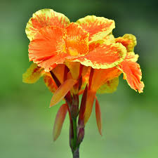 Canna Lily Pretoria Bengal Tiger Live Bulb – Orange Variegated Tropical Flower, Tall, Perennial, Pollinator-Friendly