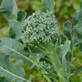 Broccoli Seeds 1g Green Sprouting Calabrese Brassica oleracea Heirloom Italian Variety High-Yield Tender Florets