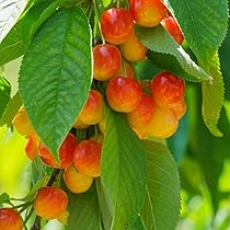 Royal Ann Cherry Tree Scion Cuttings – 3 Fresh Grafting Wood for Cold-Hardy, Sweet Yellow-Red Cherries, Container-Friendly, Prunus avium