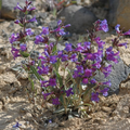 100mg Penstemon wilcoxii Seeds - Native Perennial Wildflower, Pollinator-Friendly, Drought-Tolerant, Purple-Lavender Blooms