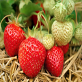 Everbearing Strawberry Bare Root Plants | Live Outdoor Fruit Plants | Sweet Juicy Berries | Fragaria × ananassa