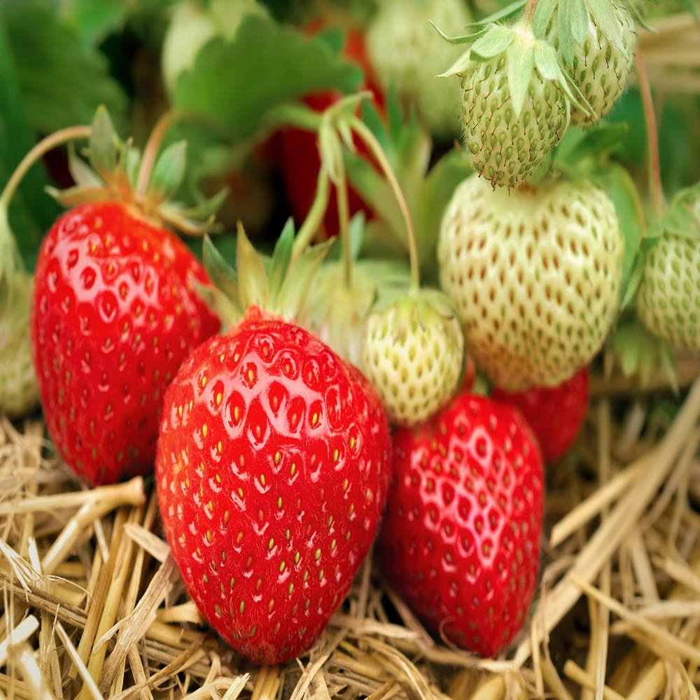 Everbearing Strawberry Bare Root Plants | Live Outdoor Fruit Plants | Sweet Juicy Berries | Fragaria × ananassa