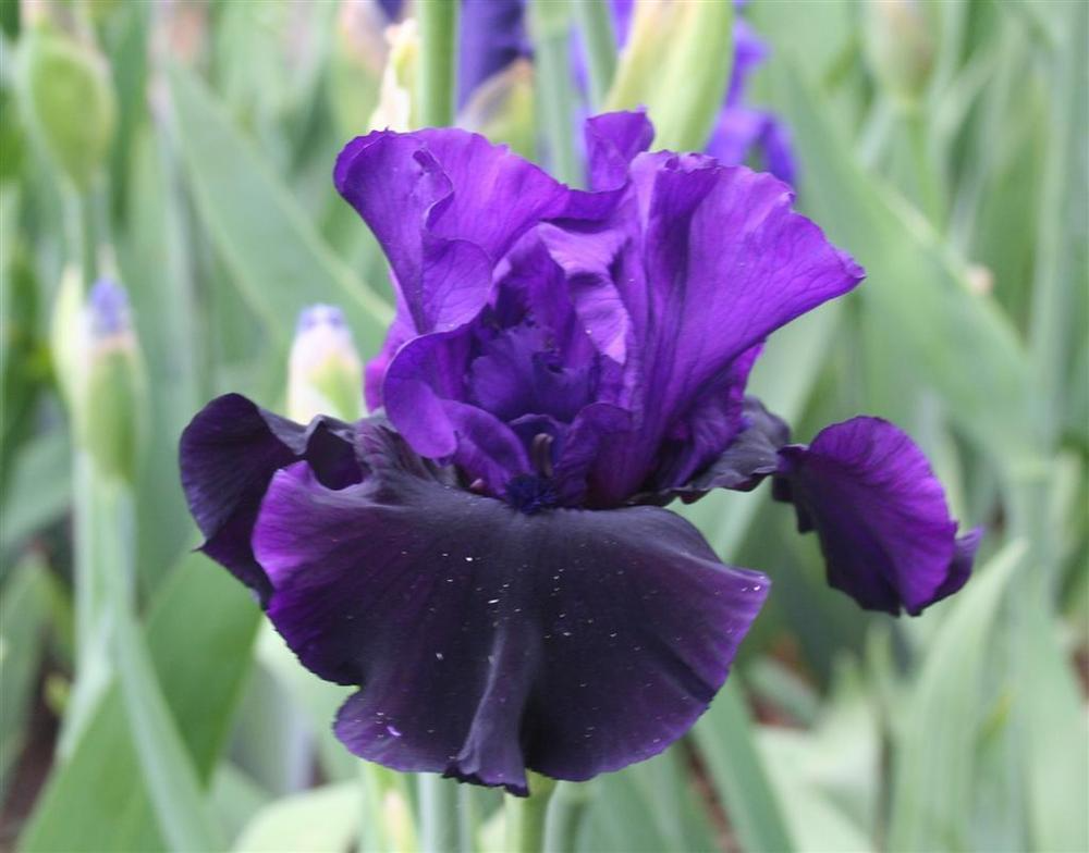 Bearded Iris Starter Plant - Purple & Black Ruffled Blooms, Deer-Resistant, USDA Zones 4-9, Award-Winning, Spring Flowering