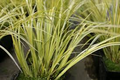 Golden Variegated Sweet Flag Grass - Potted Acorus Gramineus Ogon, Bright Yellow Foliage, Pond & Water Garden Plant