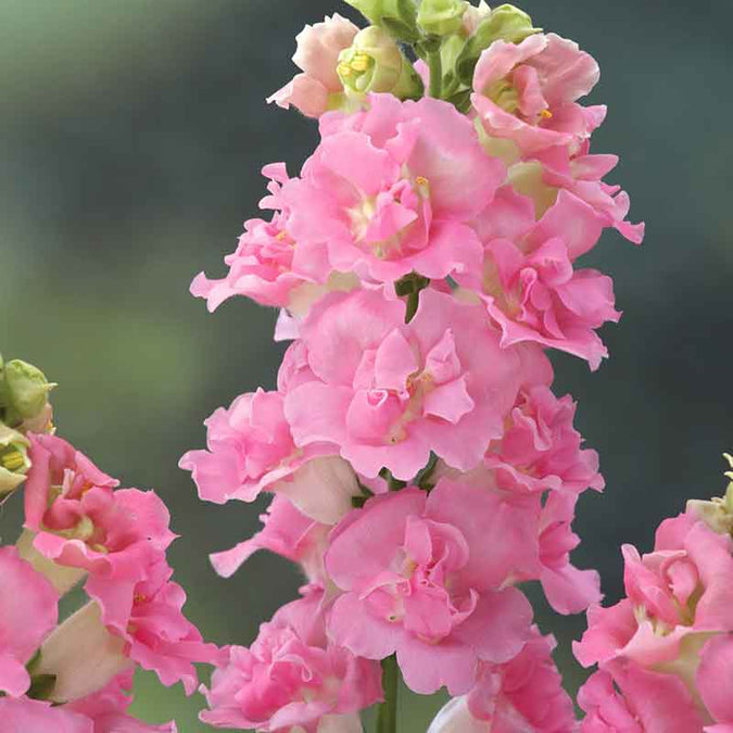 1000+ Legend Double Pink Snapdragon Seeds – Tall Ruffled Pink Blooms for Garden Borders & Cut Flowers – Antirrhinum majus
