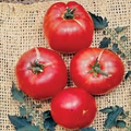 German Johnson Tomato Seeds - Non-GMO Heirloom, Pink, Crack-Resistant, Indeterminate, Vegetable Seeds for Home Garden