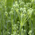 Rattlesnake Master Seeds – Eryngium yuccifolium – Native Prairie Perennial with Spiky Flowers, Drought-Tolerant Plant Seeds