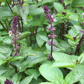 Cinnamon Basil Seeds | Heirloom Non-GMO Culinary Herb | Fast Growing Basil for Cooking & Herb Gardens