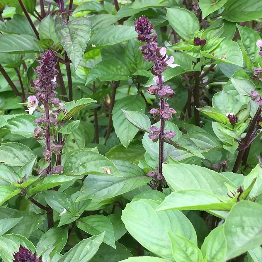 Cinnamon Basil Seeds | Heirloom Non-GMO Culinary Herb | Fast Growing Basil for Cooking & Herb Gardens