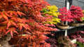 10 Seeds Acer Tegmentosum Tiger Striped Maple Hardy Ornamental Tree for Landscaping & Bonsai