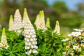 Russell White Lupine Seeds – Lupinus polyphyllus – 20 White Flower Seeds, Perennial, Pollinator-Friendly Wildflower, Cold-Hardy
