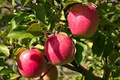 Pink Lady Apple Scion - Organic Non-GMO Grafting Cuttings for Fruit Trees - 5" Apple Propagation Plant