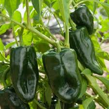 Ancho Poblano Pepper Seeds – Heirloom, Non-GMO, Mildly Spicy, Culinary Pepper, Capsicum annuum
