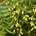 Rare Neem Tree Seeds - Azadirachta indica, USDA Zones 10-12, Full Sun, Well-Drained Soil, 10 Seeds
