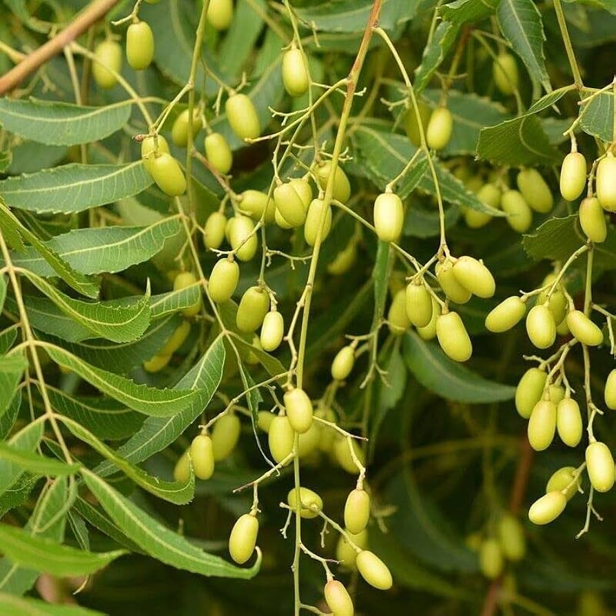 Rare Neem Tree Seeds - Azadirachta indica, USDA Zones 10-12, Full Sun, Well-Drained Soil, 10 Seeds