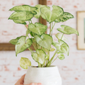 Syngonium Podophyllum ‘White Butterfly’ Unrooted Cutting – Variegated Arrowhead Plant for Indoor Decor & Terrariums