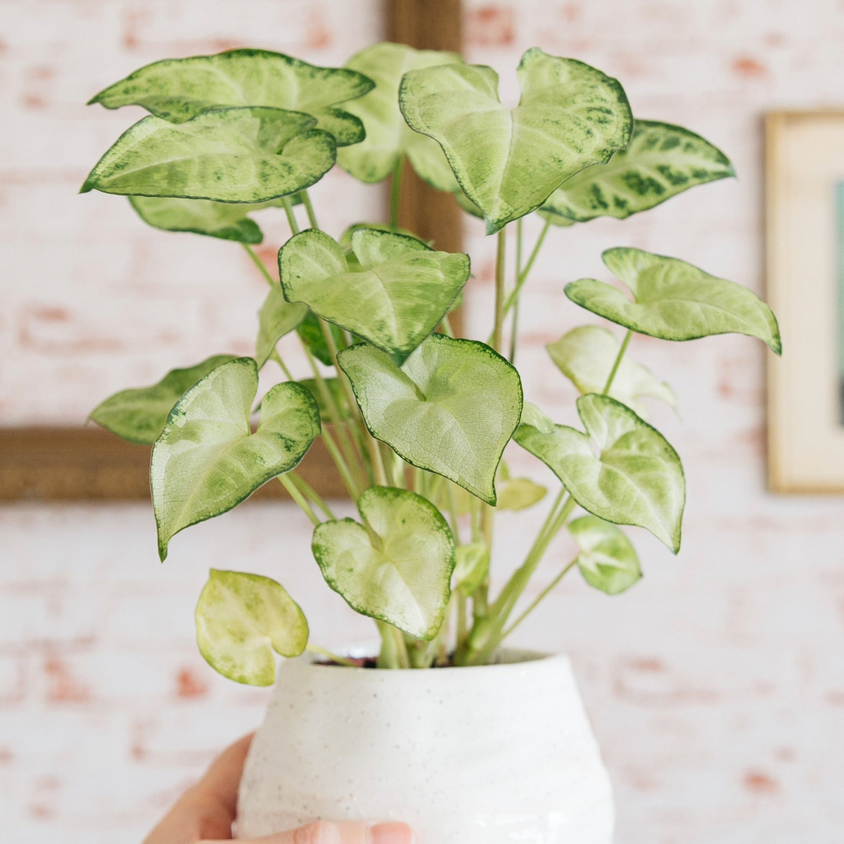Syngonium Podophyllum ‘White Butterfly’ Unrooted Cutting – Variegated Arrowhead Plant for Indoor Decor & Terrariums