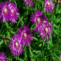 20 Ice Plant Seeds Delosperma cooperi Hardy Succulent Ground Cover Magenta Flowers
