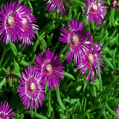 20 Ice Plant Seeds Delosperma cooperi Hardy Succulent Ground Cover Magenta Flowers