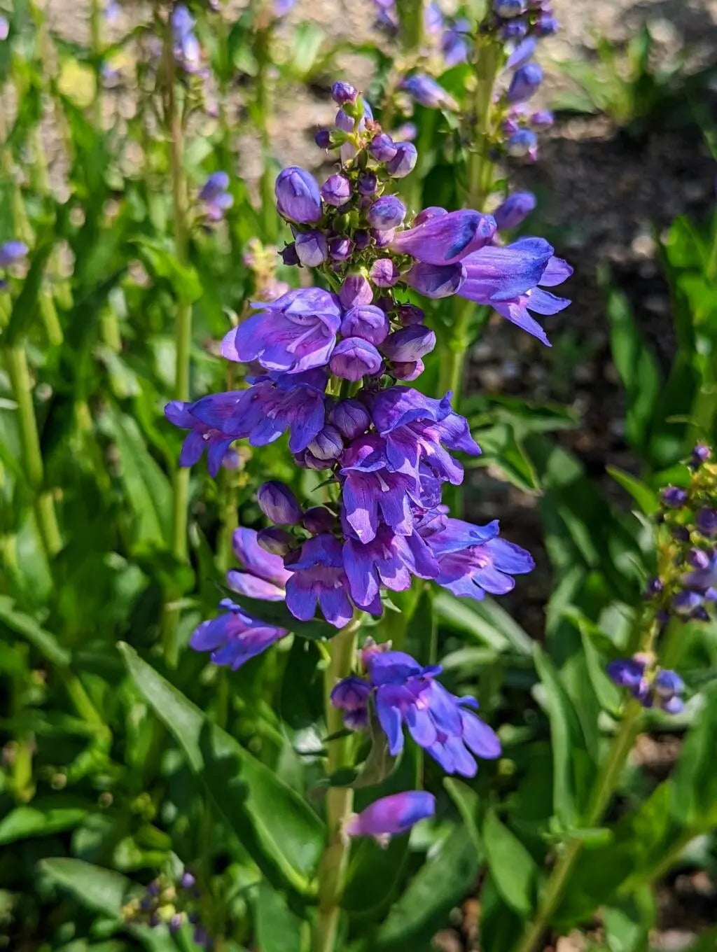 Bluestem Penstemon Seeds – Penstemon cyanocaulis – Native Wildflower with Blue Tubular Blooms, Pollinator Friendly, Drought Tolerant
