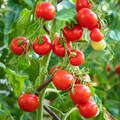 Tiny Tim Tomato Seeds - Heirloom, Non-GMO, Compact Cherry Tomato, 1-Inch Fruit, Fast Growing, USDA Zones 3-10