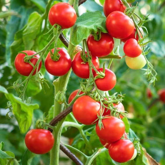 Tiny Tim Tomato Seeds - Heirloom, Non-GMO, Compact Cherry Tomato, 1-Inch Fruit, Fast Growing, USDA Zones 3-10
