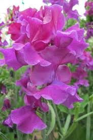 50+ Terry Davey Sweet Pea Seeds – Rich Purple Fragrant Blooms, Climbing Vines for Trellises & Bouquets, Lathyrus odoratus