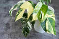 Epipremnum Pinnatum Albo Variegata Rooted Cutting - Rare Variegated Houseplant with Green and White Foliage