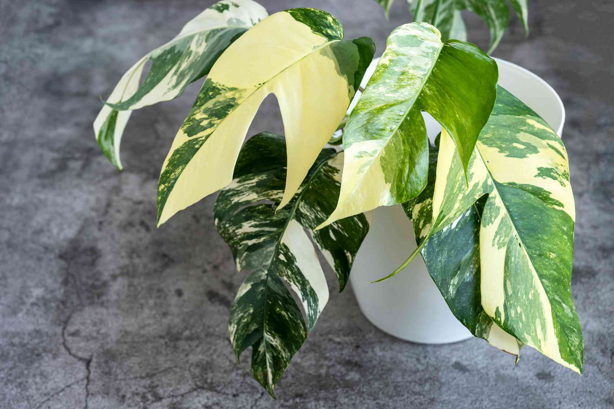 Epipremnum Pinnatum Albo Variegata Rooted Cutting - Rare Variegated Houseplant with Green and White Foliage